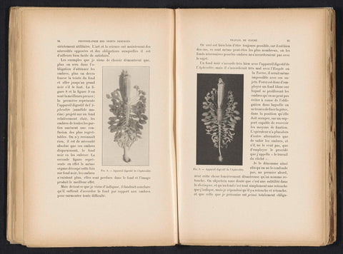 Digestive system of a sea mouse, Adolphe Louis Donnadieu (possibly), c. 1891 - in or before 1901 Canvas Print