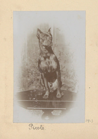 Picolo de hond, Hendrik Herman van den Berg, in or after 1890 - in or before 1894 Canvas Print