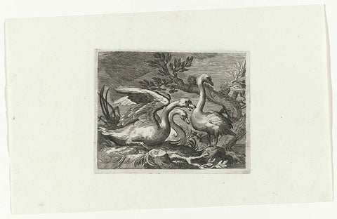 Swans, anonymous, 1611 - 1650 Canvas Print