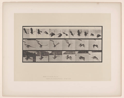 Vulture Flying, Eadweard Muybridge, 1885 - 1886 Canvas Print