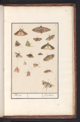 Butterflies and moths, Anselm Boëtius de Boodt, 1596 - 1610 Canvas Print