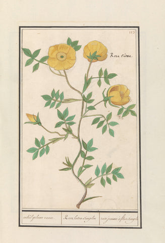 Rose (Rosa), Anselmus Boëtius de Boodt, 1596 - 1610 Canvas Print