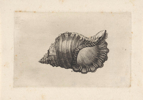 Shell, cymatium parthenopeum, Wenceslaus Hollar, 1644 - 1652 Canvas Print