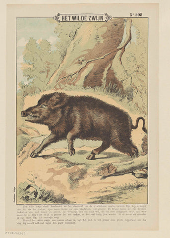 The wild boar, Gordinne, 1894 - 1959 Canvas Print