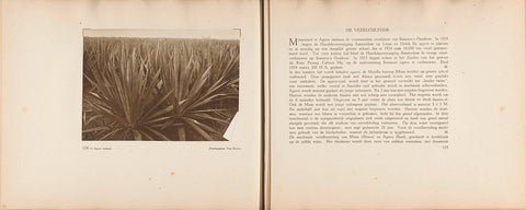 Pages 124 and 125 of photo book of the General Association of Rubber Planters on the East Coast of Sumatra (AVROS), JW Meyster, c. 1924 - c. 1925 Canvas Print