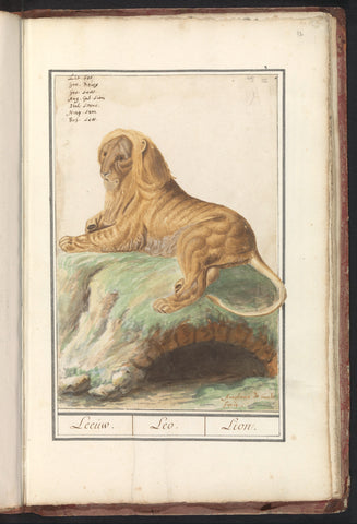 Lion (Panthera leo), Anselm Boëtius de Boodt, 1596 - 1610 Canvas Print