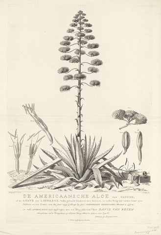 Botanical drawing of flowering Aloe or Agave plant, Abraham Delfos, 1757 Canvas Print