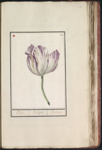 Tulipa, anonymous, 1790 - 1814 Canvas Print