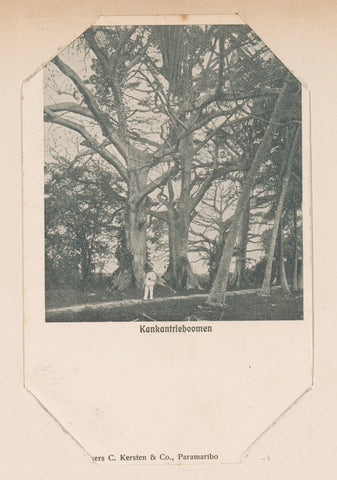 Kankantrie- of kapokbomen, C. Kersten & Co., anonymous, 1900 - 1910 Canvas Print