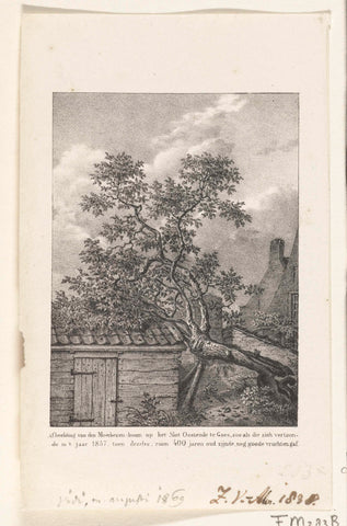 Old mulberry tree in Goes, 1837, anonymous, 1836 - 1838 Canvas Print