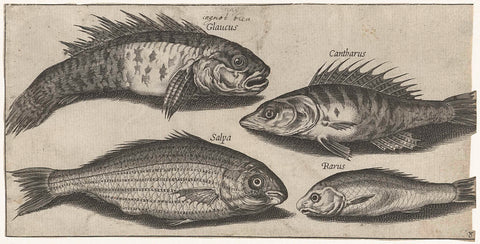 Buckfish, pery, goble and an unknown fish, Pierre Firens, 1600 - 1638 Canvas Print