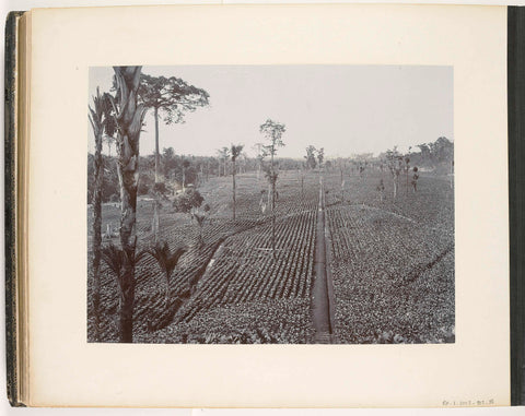 View of the seed fields with rows of tobacco plants from a plantation near Kalahoen Penang, Sumatra (Junger Tabak, Kal. Penang), Carl J. Kleingrothe, c. 1895 - 1900 Canvas Print