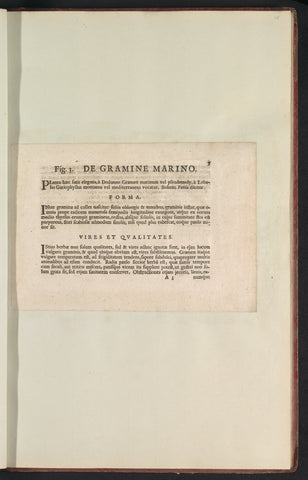 Fig. 3 'De Gramine Marino' in De Boodts herbarium of 1640, Anselm Boëtius de Boodt, 1640 Canvas Print