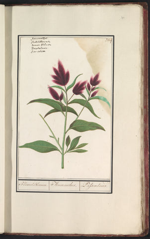 Amaranth (Amaranthus), Anselm Boëtius de Boodt, 1596 - 1610 Canvas Print