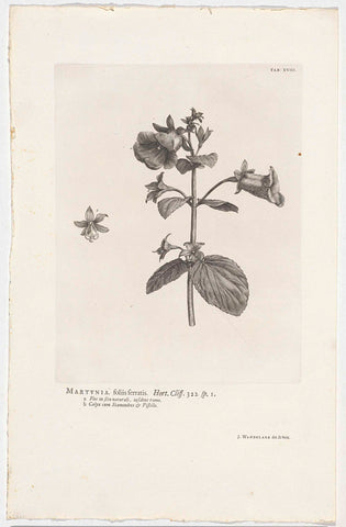 Gloxinia perennis, Jan Wandelaar, 1738 Canvas Print