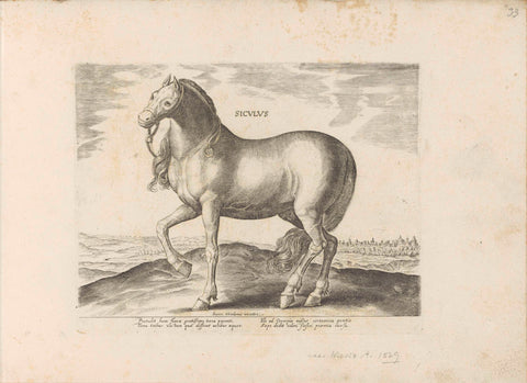 Horse of Sicily, anonymous, 1624 - before 1648 Canvas Print