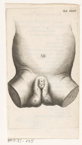 Anatomical depiction of a child's penis, Hendrik Bary, 1672 Canvas Print