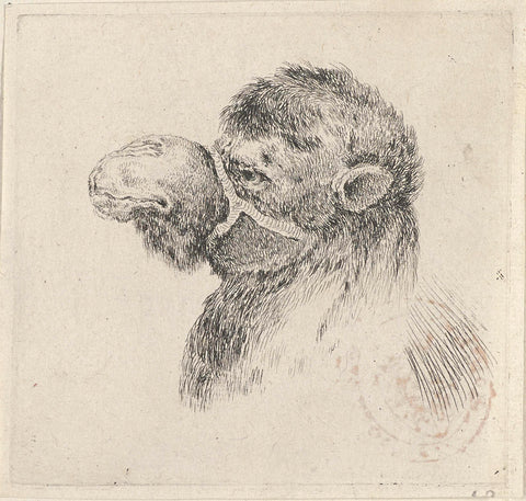 Head of a camel, Stefano della Bella, 1620 - 1647 Canvas Print