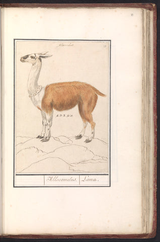 Lama (Lama glama), Anselm Boetius de Boodt, 1596 - 1610 Canvas Print