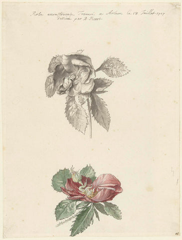 Study sheet with a rose, Bernard Picart, 1683 - 1733 Canvas Print