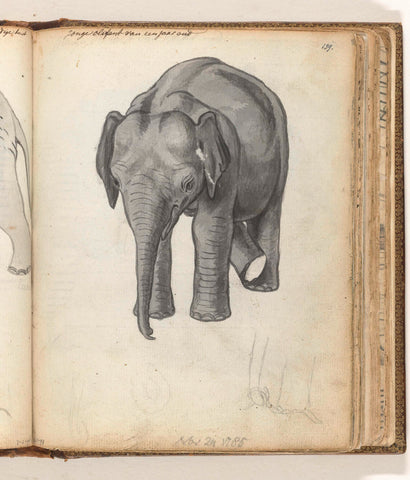 Young elephant, Jan Brandes, 1785 Canvas Print