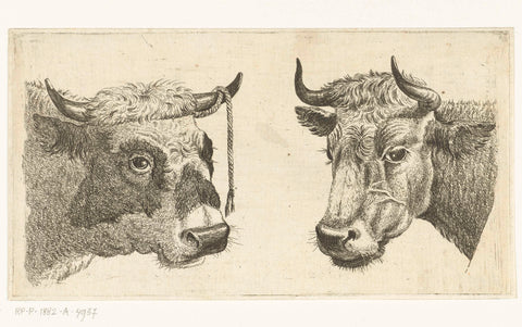 Head of bull with rope to hear and head of cow, Cornelis Bisschop (1762-1829), 1777 - 1829 Canvas Print