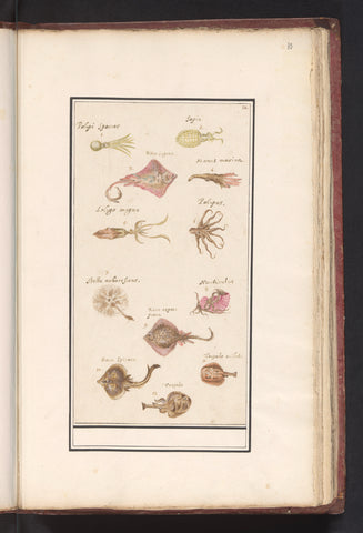 Leaf with twelve fish and cuttlefish, Anselmus Boëtius de Boodt, 1596 - 1610 Canvas Print