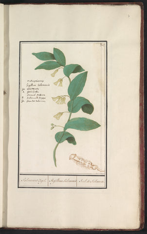 Common solomon seal (Polygonatum multiflorum), Anselm Boetius de Boodt, 1596 - 1610 Canvas Print