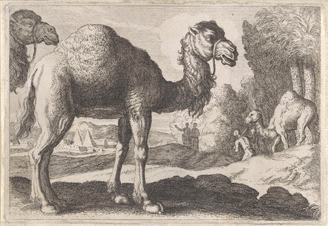 Camels, anonymous, 1636 - 1705 Canvas Print