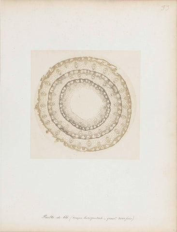 Cross section of three stems of corn straw, microscopically enlarged 2000 times, Auguste Adolphe Bertsch (attributed to), 1851 - 1853 Canvas Print