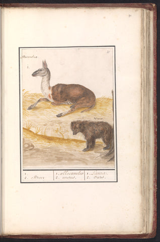 Llama (Lama glama) and brown bear (Ursus arctos arctos), Anselm Boëtius de Boodt, 1596 - 1610 Canvas Print