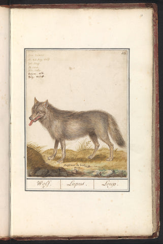 Wolf (Canis lupus), Anselm Boëtius de Boodt, 1596 - 1610 Canvas Print