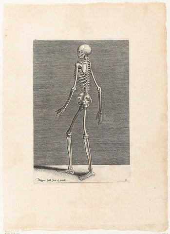 Skeleton in profile., Philips Galle, 1589 Canvas Print