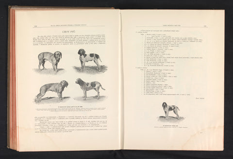 Two dog breeds, anonymous, 1891 Canvas Print