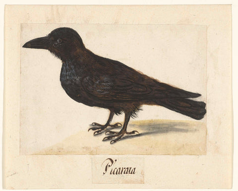 Black crow, anonymous, 1560 - 1585 Canvas Print