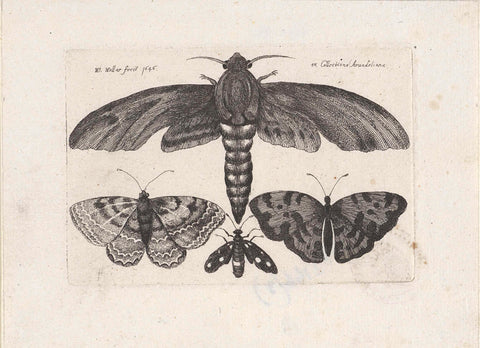 Butterflies and a Moth, Wenceslaus Hollar, 1646 Canvas Print