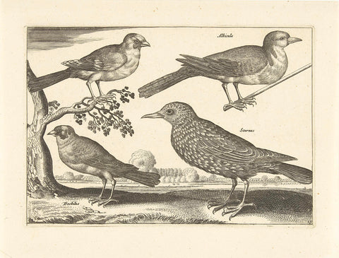 Four Birds, Adriaen Collaert, 1659 Canvas Print