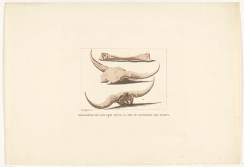 Bones of oxen, Anthonie van den Bos, 1809 - 1810 Canvas Print