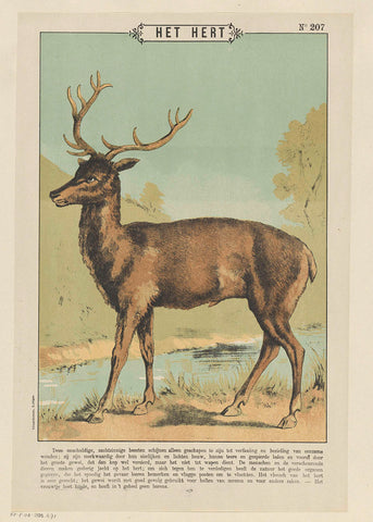 The deer, Gordinne, 1894 - 1959 Canvas Print