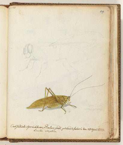 East Indian grasshopper, Jan Brandes, 1783 Canvas Print