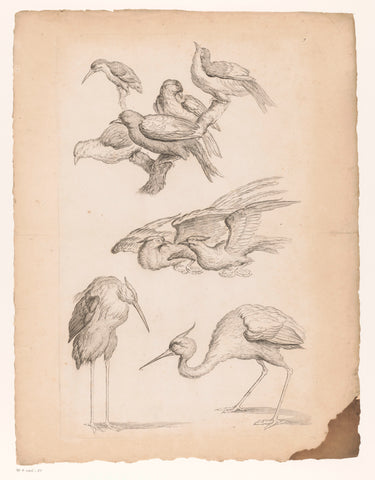 Nine Chinese birds, including herons and a kingfisher, Gabriel Huquier (attributed to), 1742 - 1750 Canvas Print