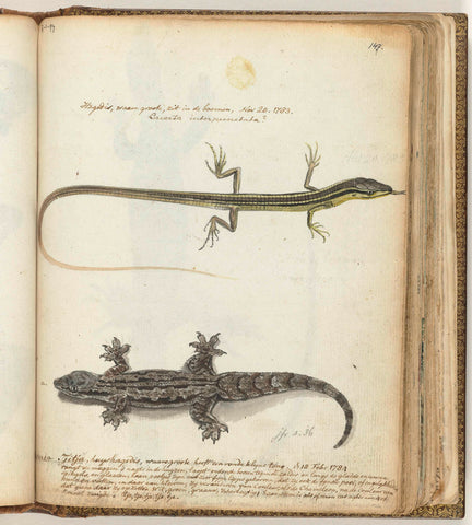 Lizard and Chitjak, Jan Brandes, 1784 Canvas Print
