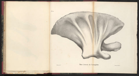 Whale shoulder blade, 1827, Bossuet, 1828 Canvas Print