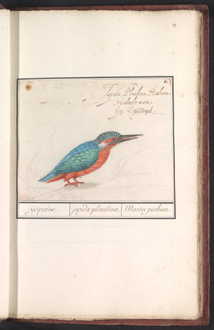 Kingfisher (Alcedo atthis), Anselm Boëtius de Boodt, 1596 - 1610 Canvas Print