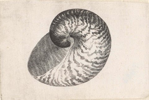 Shell, nautilus pompilius, Wenceslaus Hollar, 1644 - 1652 Canvas Print