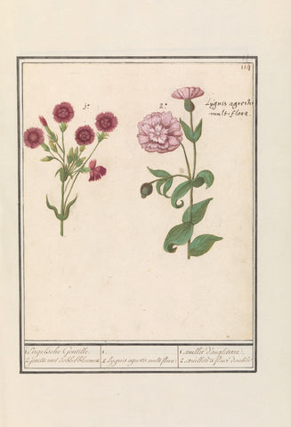 Two carnations (Dianthus), Anselm Boëtius de Boodt, 1596 - 1610 Canvas Print