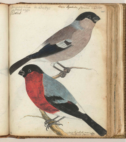 Finches, Jan Brandes, 1805 Canvas Print