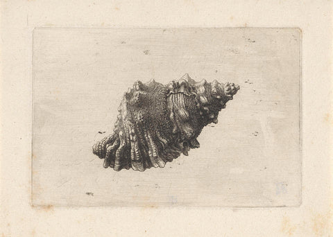 Shell, bursa rubeta, Wenceslaus Hollar, 1644 - 1652 Canvas Print