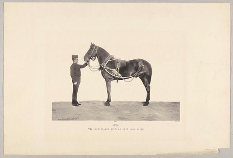 Rigged army horse held by soldier, anonymous, 1895 Canvas Print