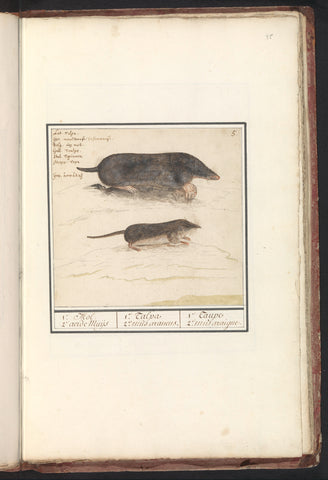 Mol (Talpa europaea) and shrew (Soricidae), Anselmus Boetius de Boodt, 1596 - 1610 Canvas Print